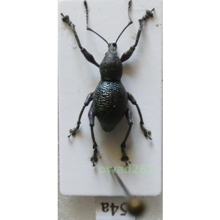 Neopyrgops sp. Heller, 1913 Philippines54a